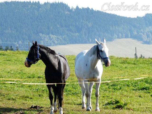 Srpen 2010, Grant a Kessi