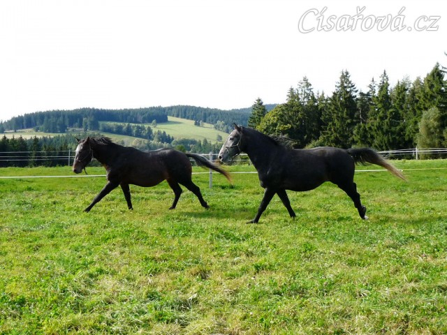 Září 2010, tříletí hřebci Monty a Rybíz se honí
