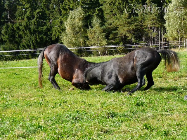 Září 2010, tříletí hřebci Monty a Rybíz si hrají