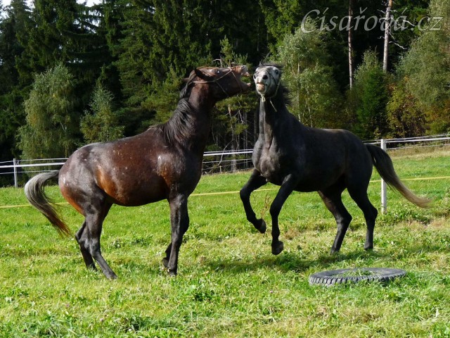 Září 2010, tříletí hřebci Monty a Rybíz si hrají