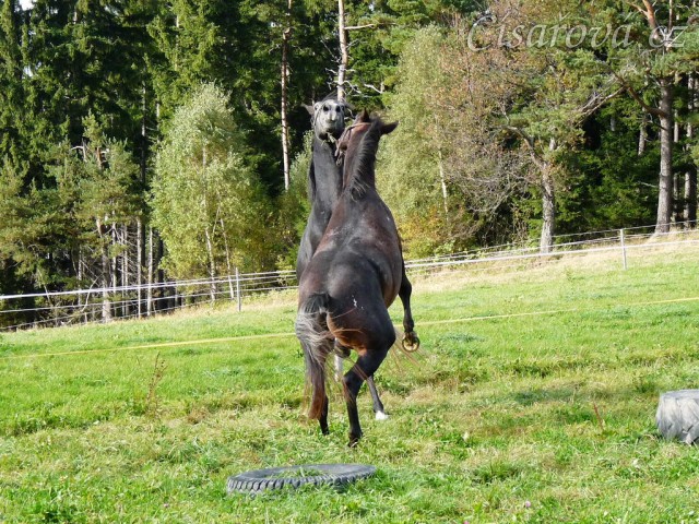 Září 2010, tříletí hřebci Monty a Rybíz si hrají