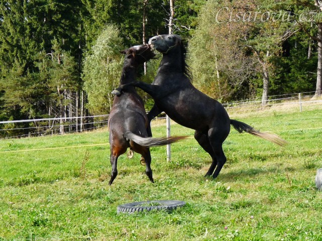 Září 2010, tříletí hřebci Monty a Rybíz si hrají