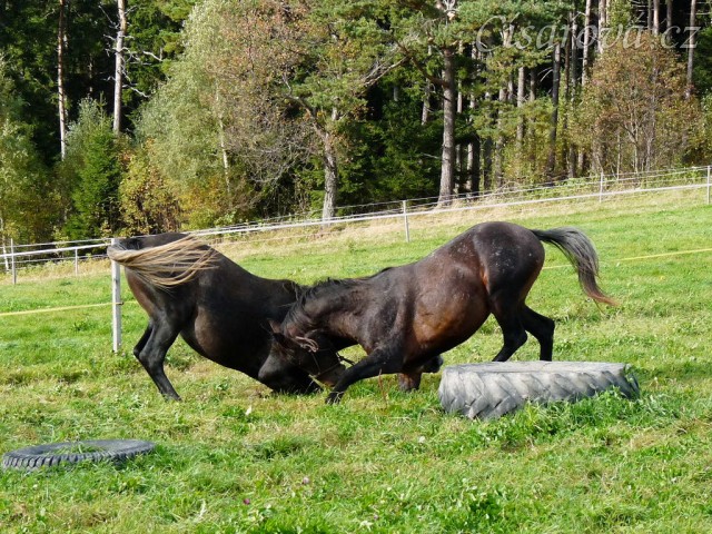 Září 2010, tříletí hřebci Monty a Rybíz si hrají