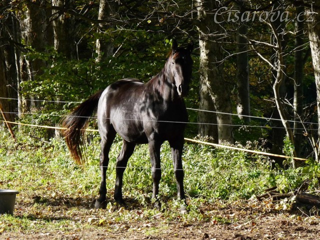 Září 2010, Carthago pod stromy