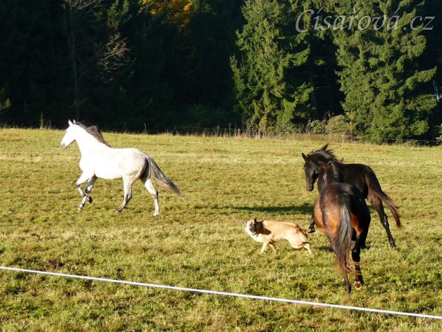 Září 2010, hřebci se honí po výběhu