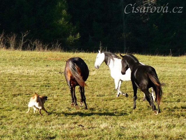 Září 2010, hřebci se honí po výběhu