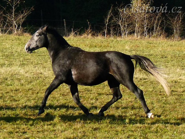 Září 2010, tříletý hřebec Rybíz