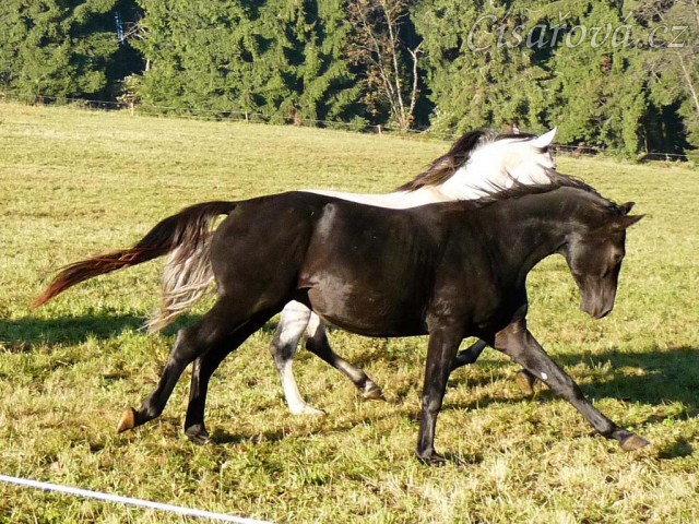 Září 2010, Carthago se honí s Divíkem