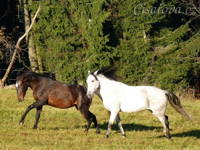 Září 2010, Monty a Divík se honí po výběhu