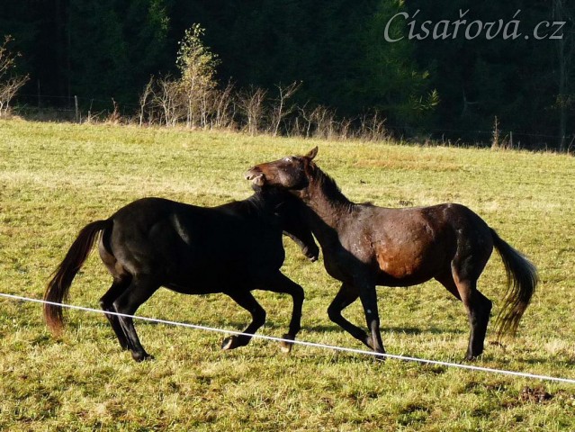 Září 2010, hřebci Carthago a Monty si hrají