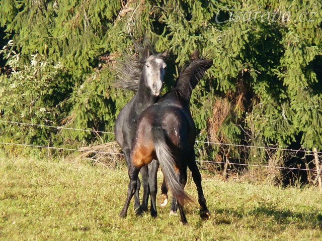 Září 2010, hřebci Rybíz a Monty si hrají