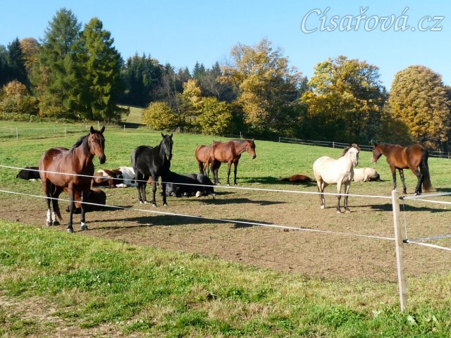 Říjen 2010, stádo odpočívá