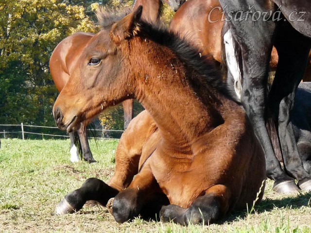 Říjen 2010, Ascara odpočívá