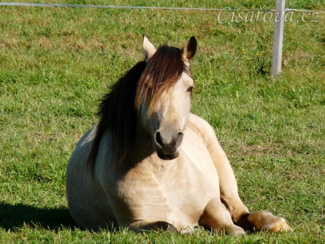 Říjen 2010, Galen odpočívá