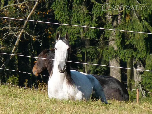 Říjen 2010, Divík a Monty odpočívají