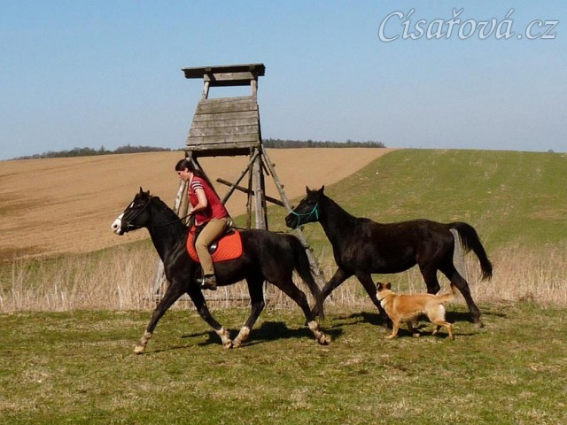 Jaro 2010, Carthago jde na laně za Grantem na vyjížďku