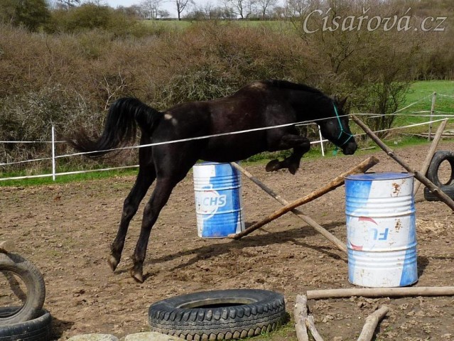 Jaro 2010, skákání skokové řady ve volnosti