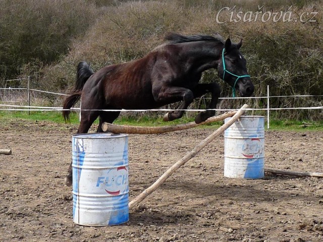 Jaro 2010, skákání skokové řady ve volnosti