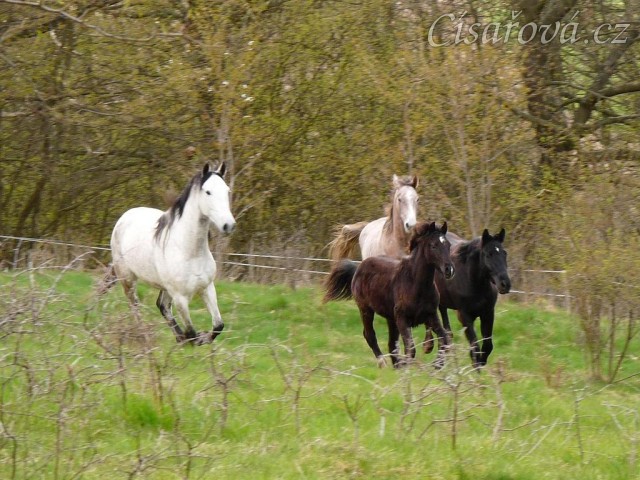 Duben 2010, stádo hřebců běhá po vypuštění na pastviny