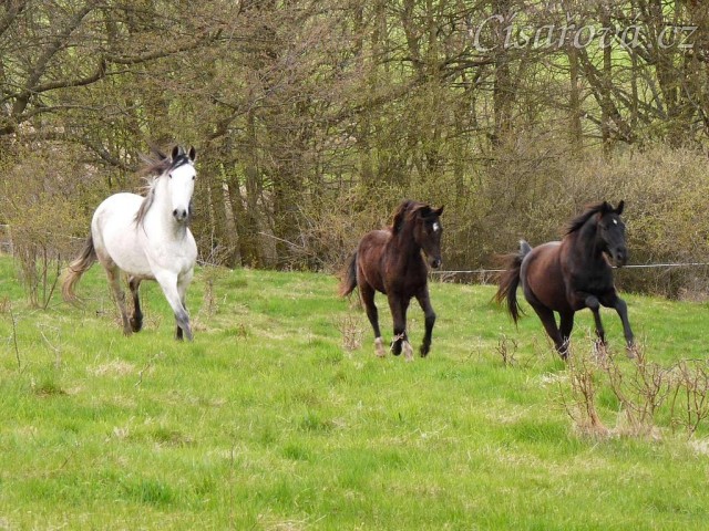 Duben 2010, stádo hřebců běhá po vypuštění na pastviny