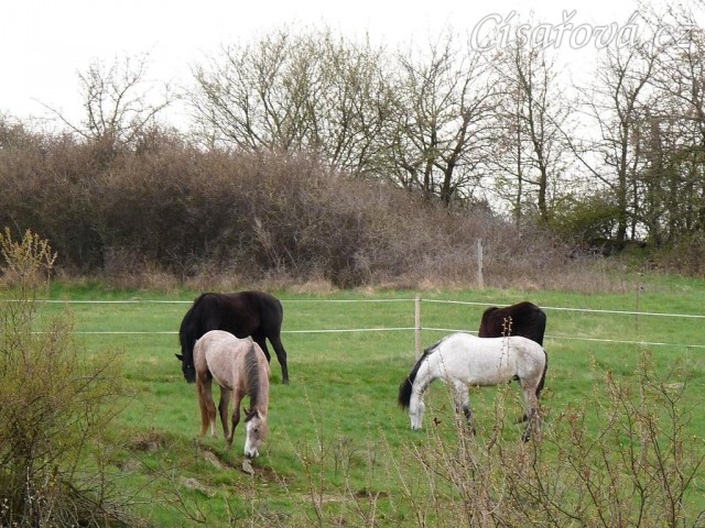 Duben 2010, stádo hřebců na pastvině