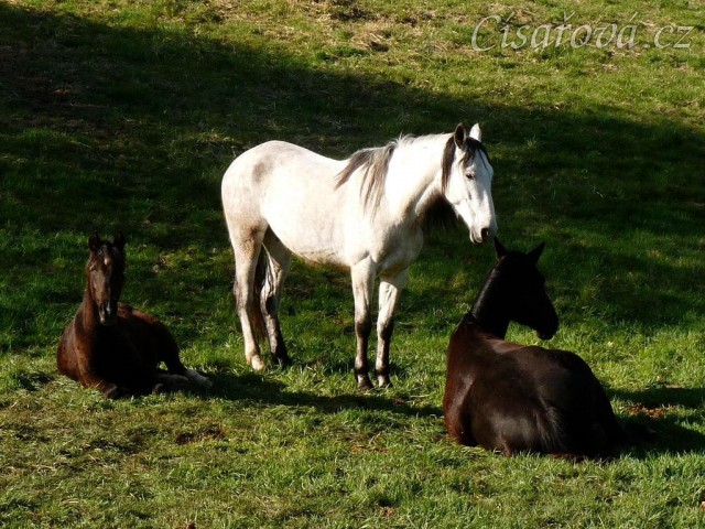 Duben 2010, Carthago a Witty odpočívají, Divík je hlídá