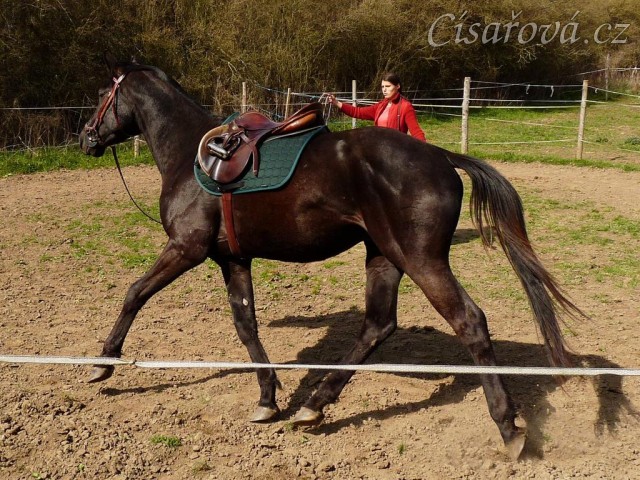 Květen 2010, lonžování ze sedlem a udidlem