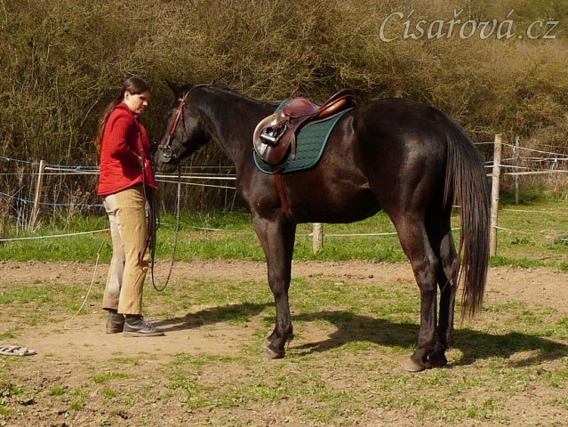 Květen 2010, nutná odměna po lonžování:-)