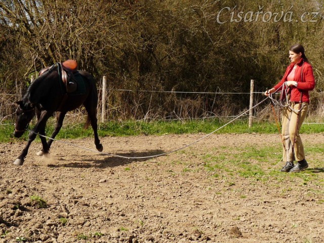 Květen 2010, lonžování ze sedlem a udidlem, Carthago mrská hlavou...