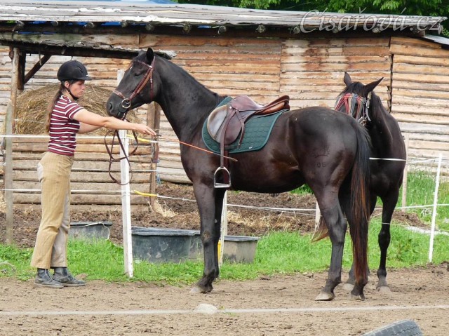 Červen 2010, jízdárna, nutná výchova u klisny