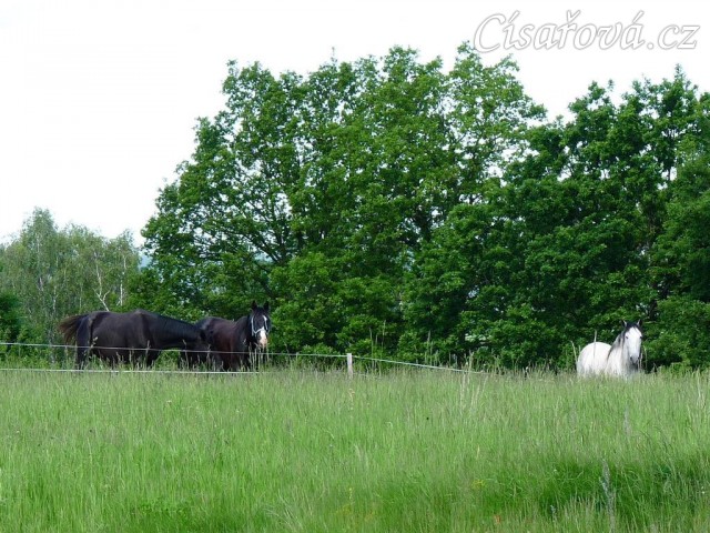 Červen 2010, hřebci na pastvě