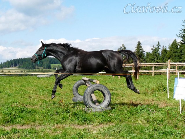 Srpen 2010, skákání těžších skokových řad ve volnosti
