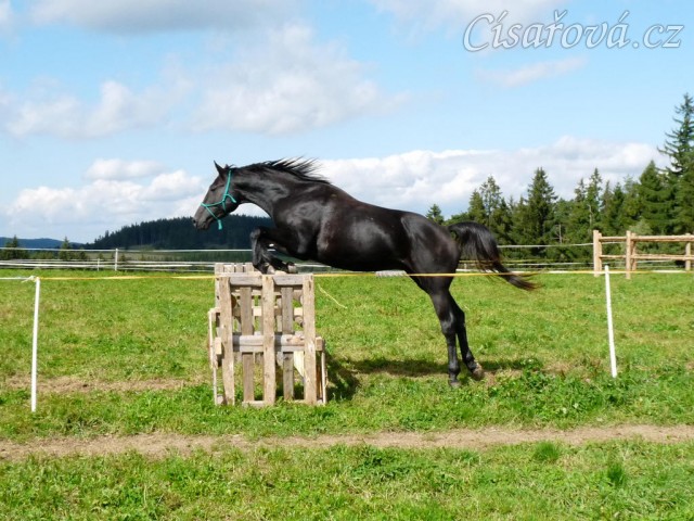 Srpen 2010, skákání těžších skokových řad ve volnosti