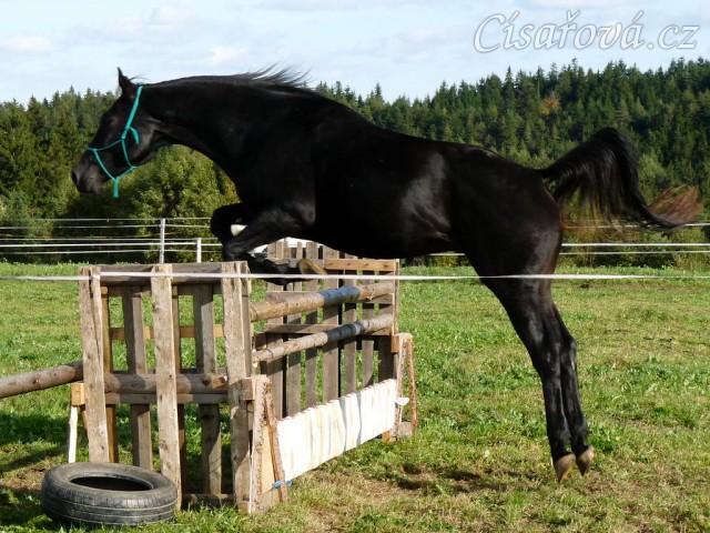 Srpen 2010, skákání těžších skokových řad ve volnosti