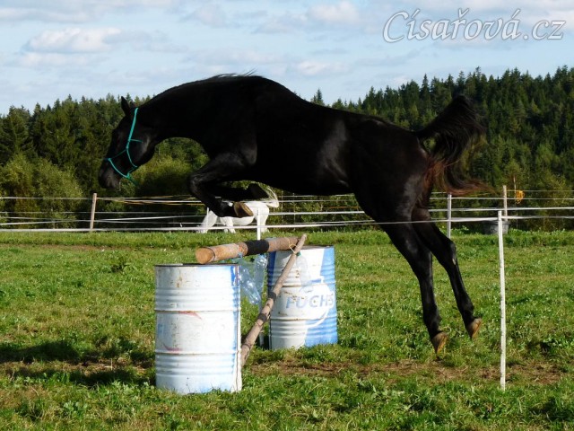Srpen 2010, skákání těžších skokových řad ve volnosti