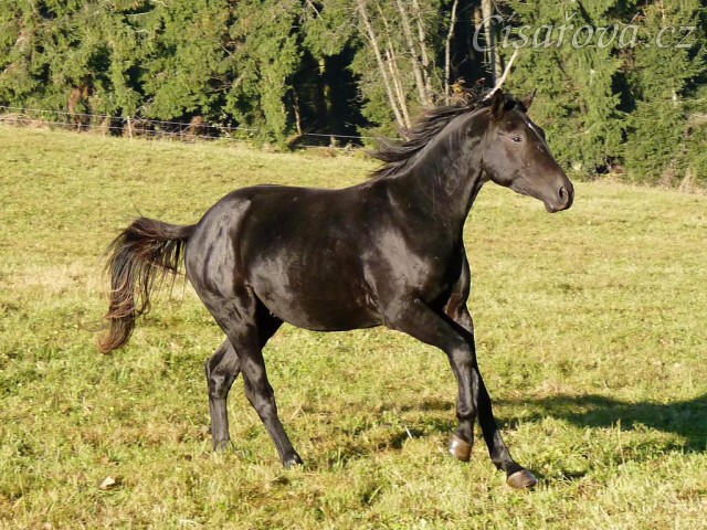 Říjen 2010, Carthago na pastvině