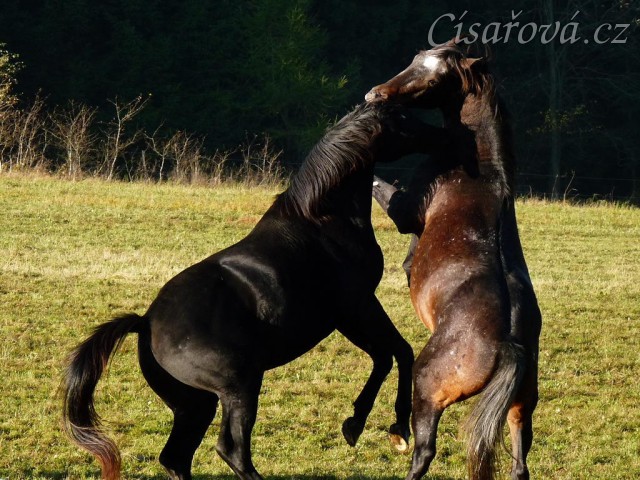 Říjen 2010, Carthago a Monty si hrají