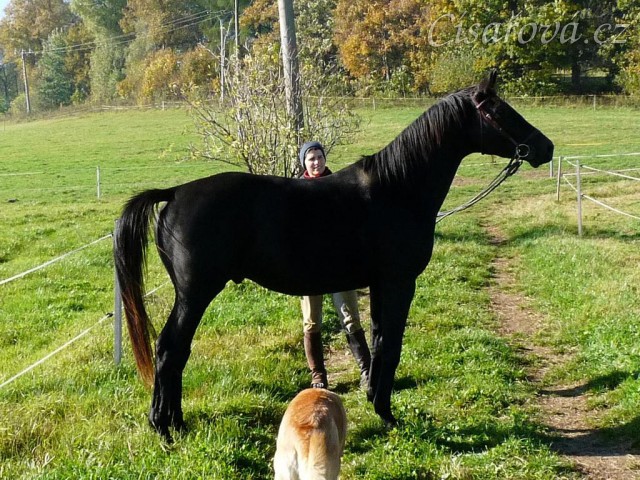 Říjen 2010, Carthago kouká na klisny...