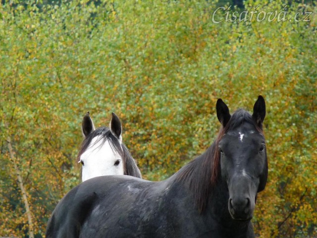 Říjen 2010, Carthago a Divík na pastvině