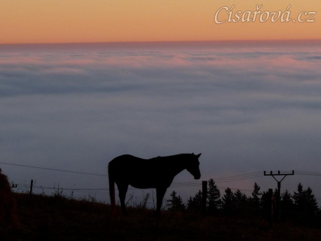 Listopad 2010, Carthago v zimním výběhu, ranní mlhy