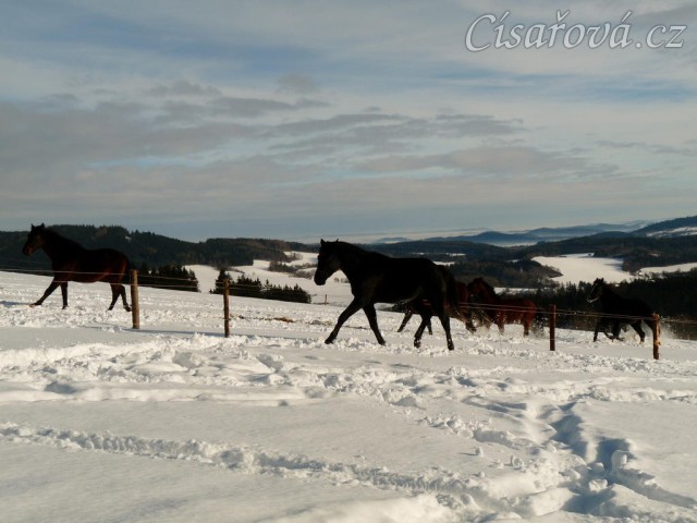 Leden 2011, Carthago vyprovází běžící stádo