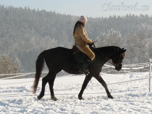Únor 2011, práce na jízdárně, krok
