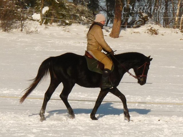 Únor 2011, práce na jízdárně, klus