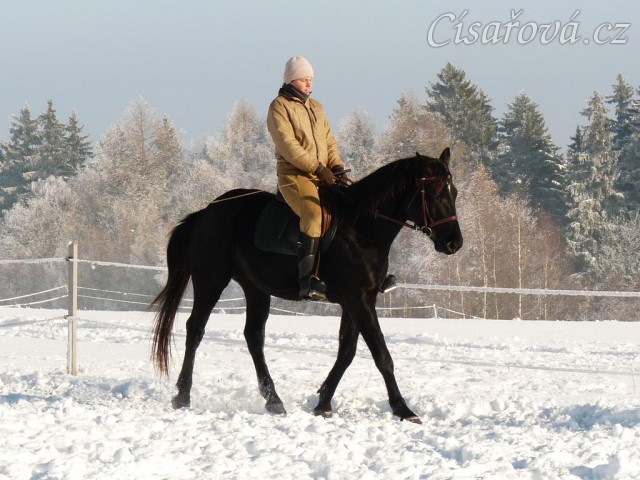 Únor 2011, práce na jízdárně, přechod do zastavení