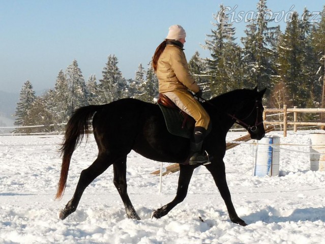 Únor 2011, práce na jízdárně, klus