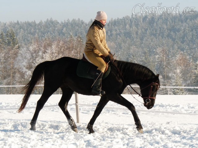 Únor 2011, práce na jízdárně, vytažení dolů v klusu