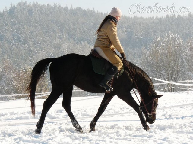 Únor 2011, práce na jízdárně, vytažení dolů v klusu