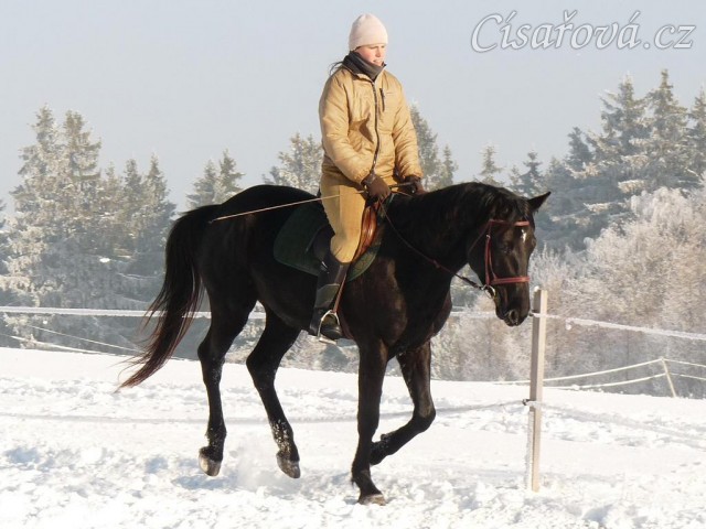 Únor 2011, práce na jízdárně, cval