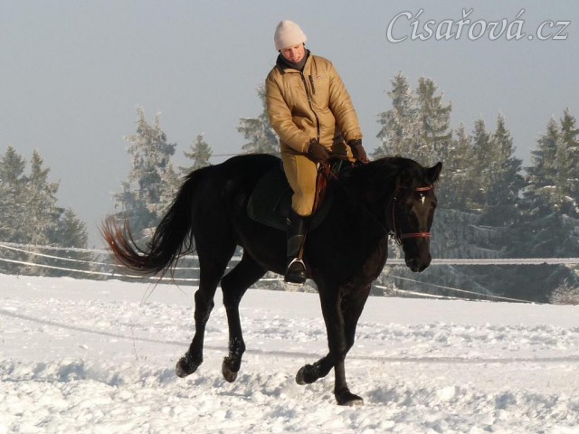 Únor 2011, práce na jízdárně, cval na kruhu