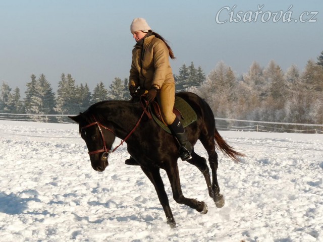 Únor 2011, práce na jízdárně, cval na kruhu